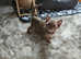 2 available - Outstanding quality, Pedigree, Registered,  Vet checked,  vaccinated Outstanding quality Burmese kittens