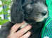 Sheepadoodle puppies 2 black girls and 1 black boy remaining