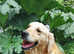 Female golden retriever