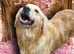 Female golden retriever