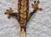 Super Tiger Crested Gecko