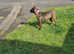 Mastiff cross Belgium malinois