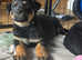 Full breed Rottweiler pups for sale