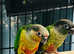Beautiful baby green check conure Talking parrot