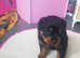 Rottweiler pups