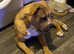 Need to rehome as soon as possible