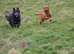 Dog walking and pet sitting. Honiton and surrounding area