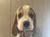 Beagle pups ready 31 aug