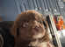 Stunning F1 standard labradoodles