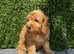 Cavapoo *Licensed* full vaccinated*