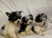 Adorable Biewer Terrier for allergic people