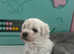 Gorgeous registered Bichon Frise puppies