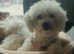 Maltipoo puppy's ready new home