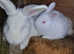 New Zealand White litter