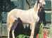 Welsh part bred colt to make 16h+