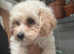 Gorgeous Poochon Girl