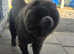 Chow chow