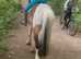 Very pretty 14hh coloured gelding