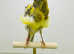 Canaries