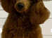Schnoodle girls available
