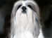 Lhasa apso puppies