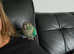 Young TAME Male Turquoise Green Cheek Conure 16 months old