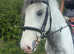 14.2 blue and white ride and drive cob gelding