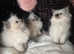 Beautiful champion line Ragdoll kittens