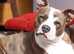STAFFY x  PLUMMER TERRIER