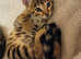 PURE G5 / F5 Bengal Kittens Latest Colours Silver Blue Charcoal, Brown Charcoal