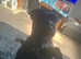 Beautiful patterdale