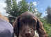 ESS pups Ready now 3 boys.