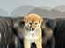 Japanese Shiba Inu male puppies for sale