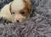 5 star cavapoo puppies