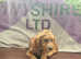 F1 apricot and white mini Cockapoo 5 months old