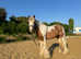 4yr old skewbald gelding