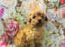 Miniature Poodles for sale