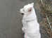 Female Samoyed 4 year old.