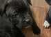 2 beautiful black staffy girls