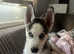 Beautiful 13 week old Siberian husky