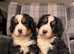 Stunning Bernese Mountain Dog Puppies