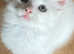 Last 2x Long hair Turkish Angora kittens