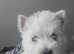 West Highland Terrier Puppies