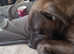 7 mouths old cane corso