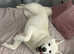 White Japanese Akita