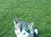 Female Huskamute