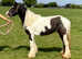 12hh cob mare