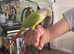 Canarie Parrot With Cage