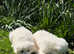 Female Samoyeds