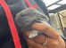 Baby mini lops for sale